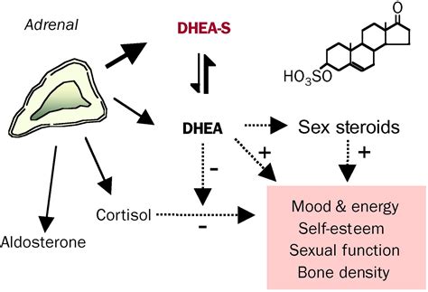 The <b>aromatase</b> inhibition effect was greatly. . Dhea with aromatase inhibitor reddit